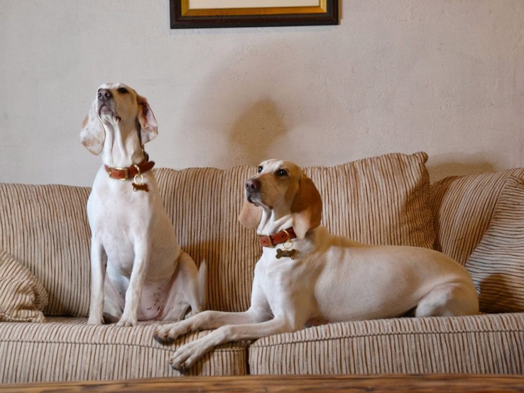 Porcelāna dzinējsuns Latvijā, porcelaine.lv