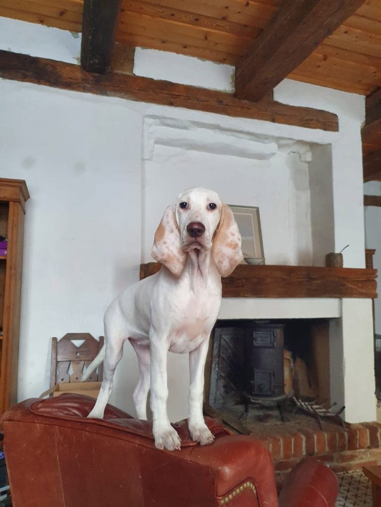 Porcelaine