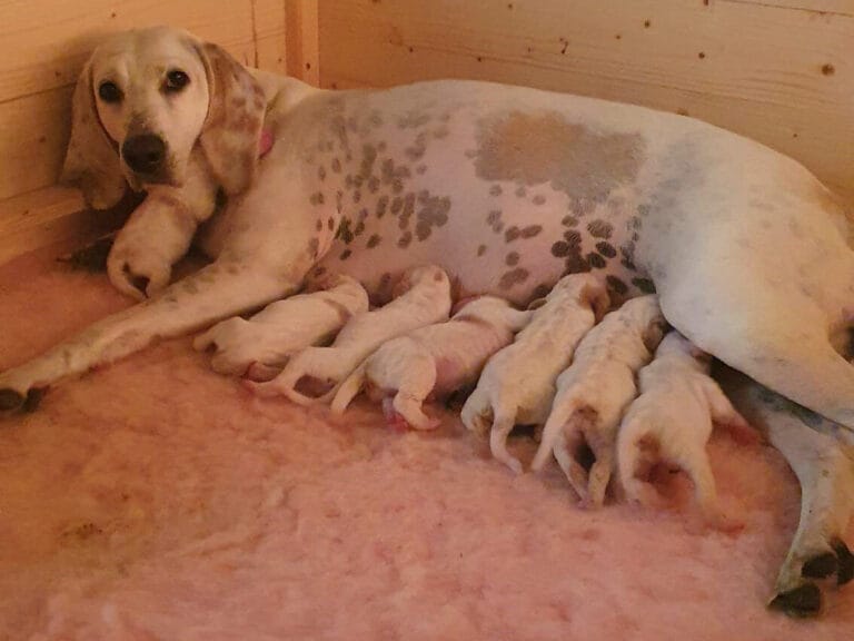 Read more about the article Our most beautiful news – Porcelaine puppies!