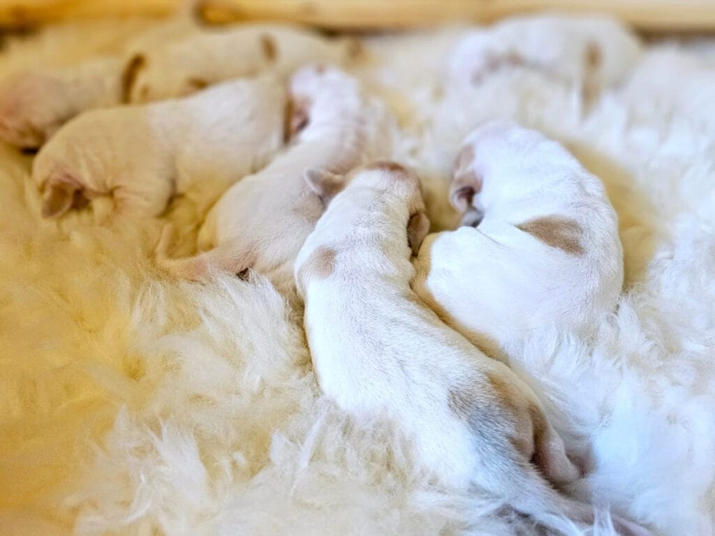 Porcelāna šķirnes kucēni ar ciltsrakstiem